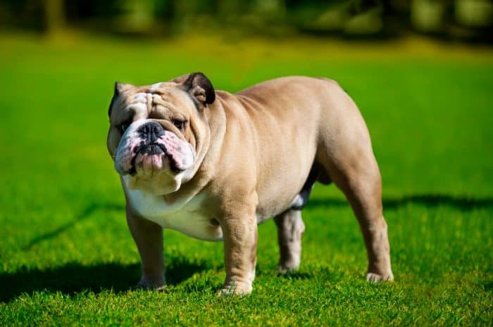 bulldog parado sobre césped