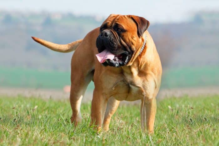 bullmastiff vista frontal en una pradera