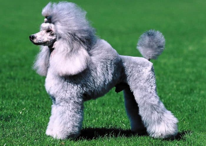 caniche vista lateral sobre césped