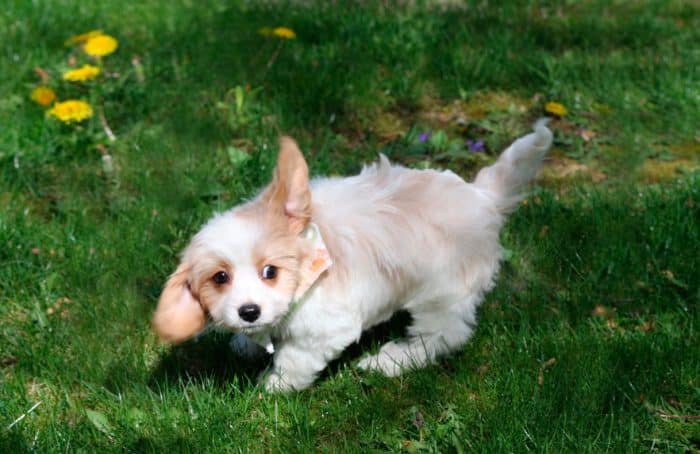 cavachon jugando sobre césped