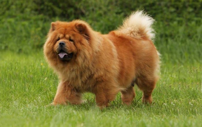 chow chow paseando sobre césped