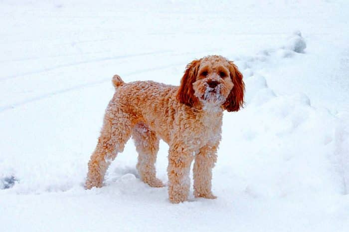 cockapoo jugando en la nieve