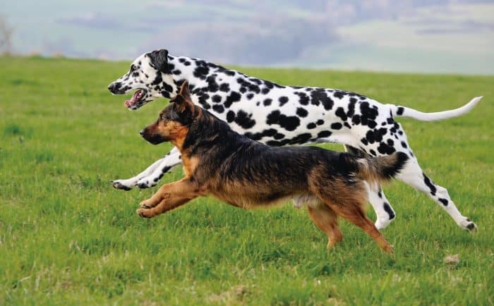 como distinguir razas de perros