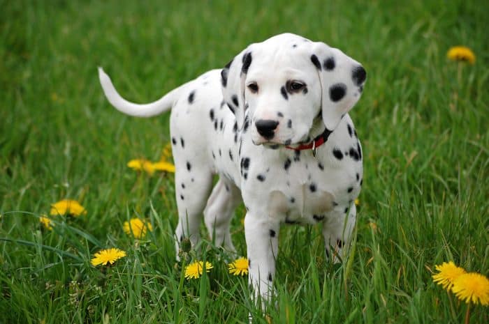 dalmata cachorro vista frontal en una pradera florida