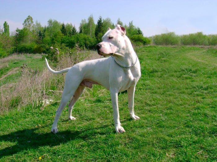 dogo argentino observando algo desde una loma
