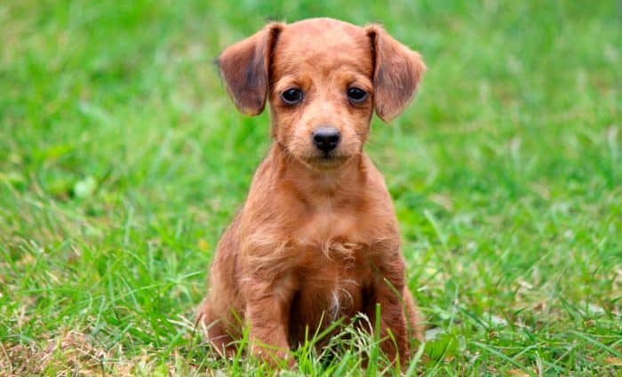 doxiepoo sentado sobre césped