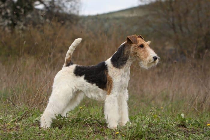 fox terrier vista lateral en un campo