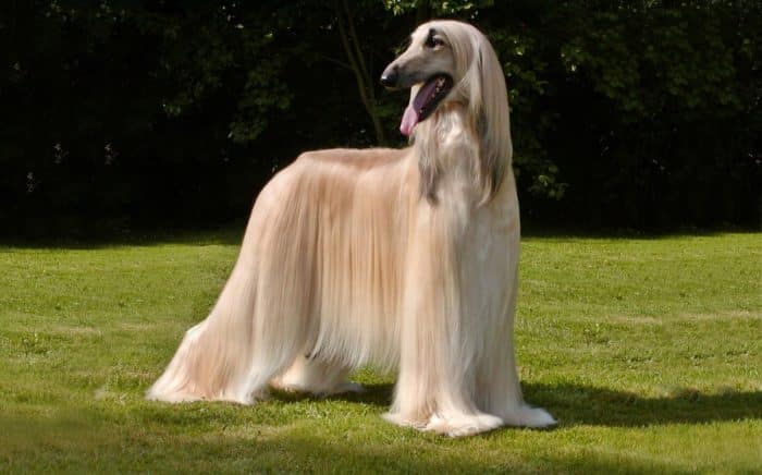 galgo afgano observando sobre césped