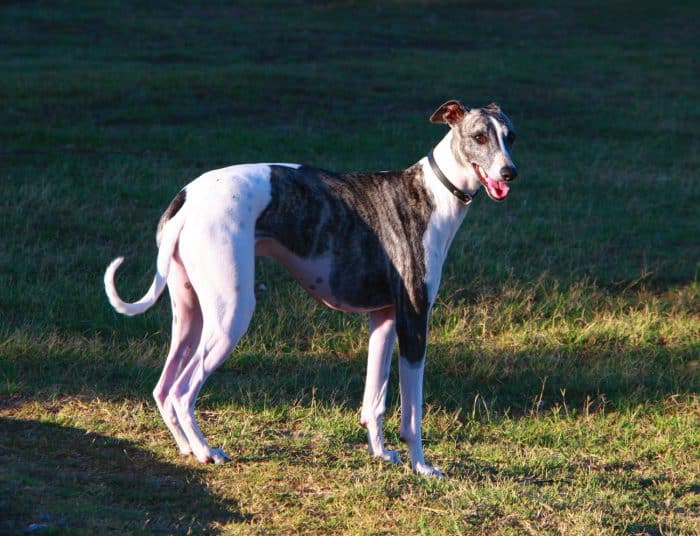 galgo ingles de paseo una tarde en un parque
