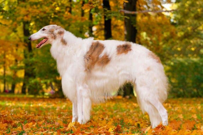 galgo ruso borzoi vista lateral en un parque en otoño