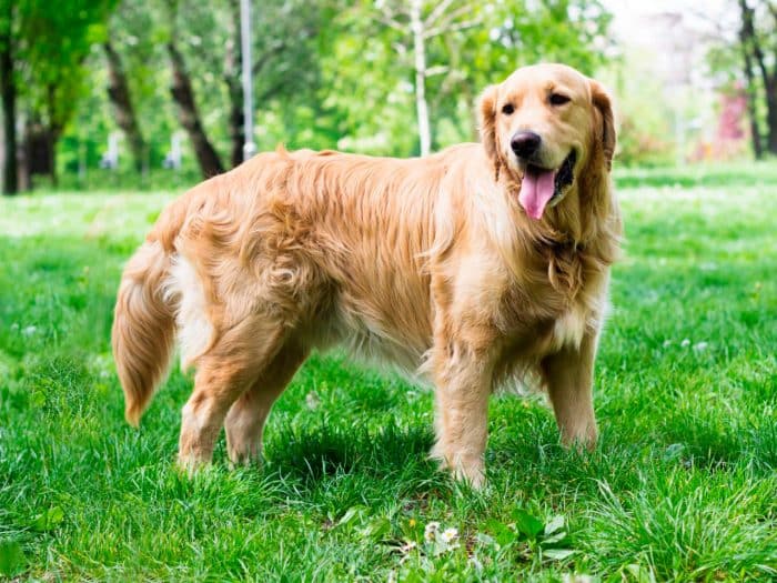 golden retriever parado sobre césped en un parque
