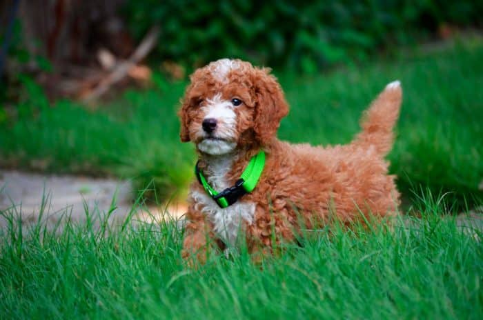 goldendoodle en medio de hierba