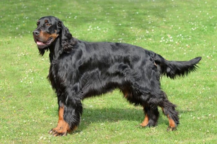 gordon setter vista lateral sobre césped