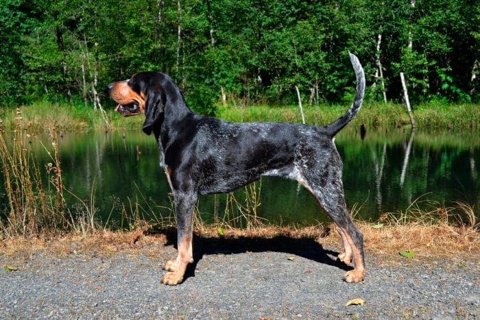 gran azul de gascuña vista lateral frente a una laguna