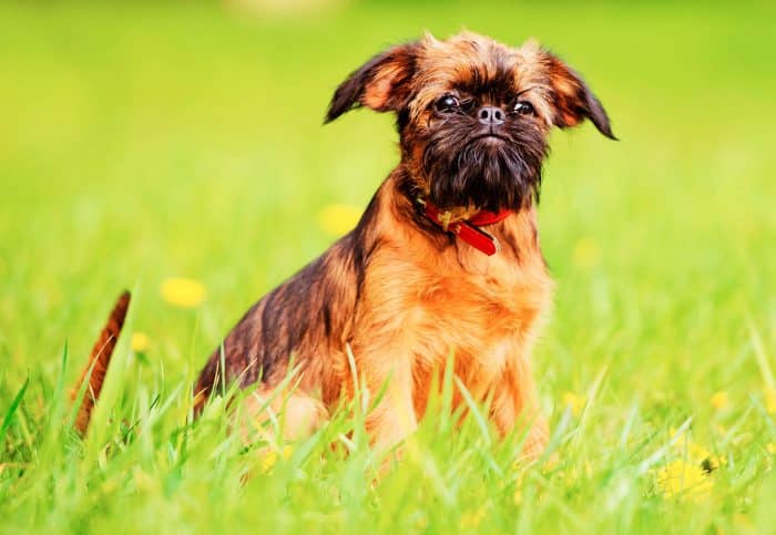 grifon de bruselas sobre césped floreado