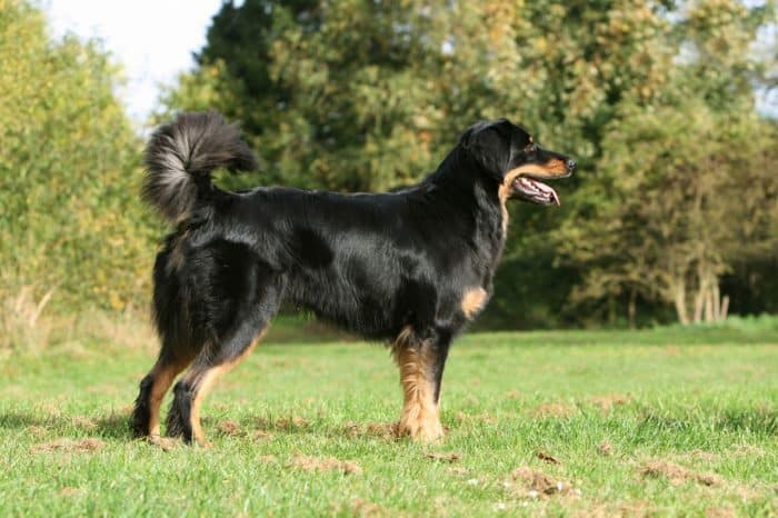 hovawart vista lateral sobre césped