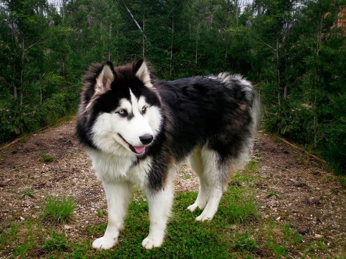 husky americano de paseo en el bosque