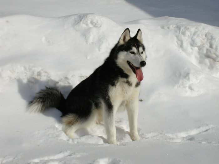 husky siberiano sentado en la nieve