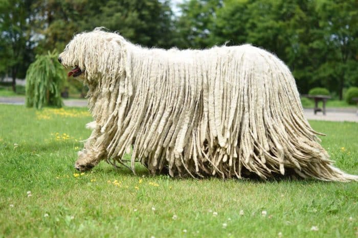 komondor trotando sobre césped vista lateral