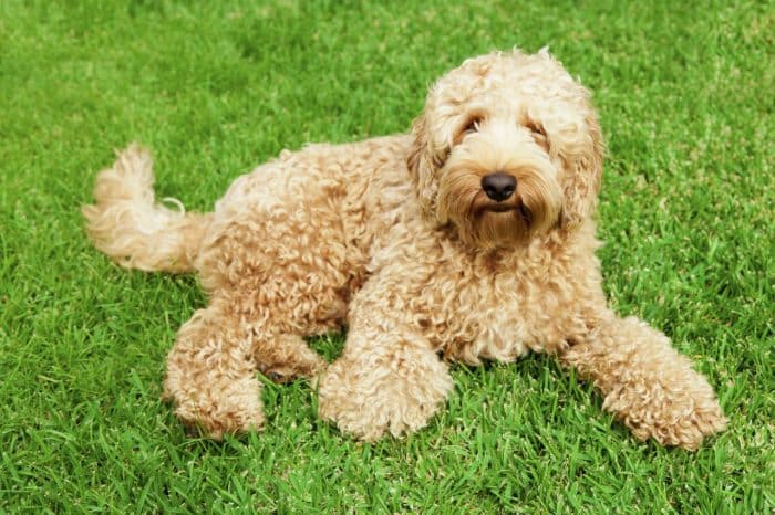 labradoodle descansando sobre hierba