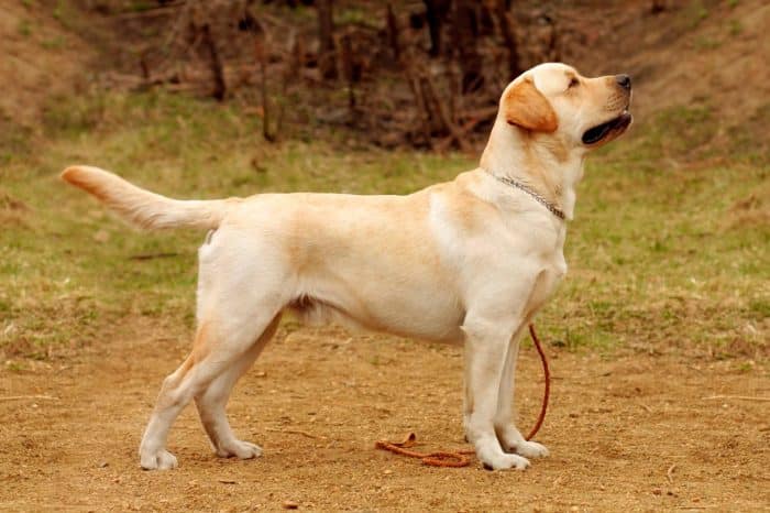 labrador retriever en el campo vista lateral