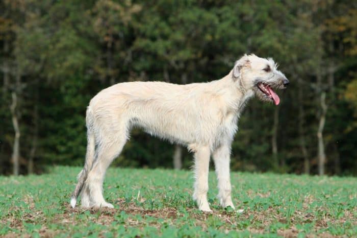 lebrel irlandés vista lateral en el campo