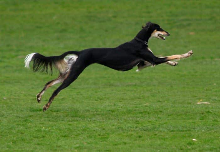 lebrel persa saluki disfrutando un paseo en el parque