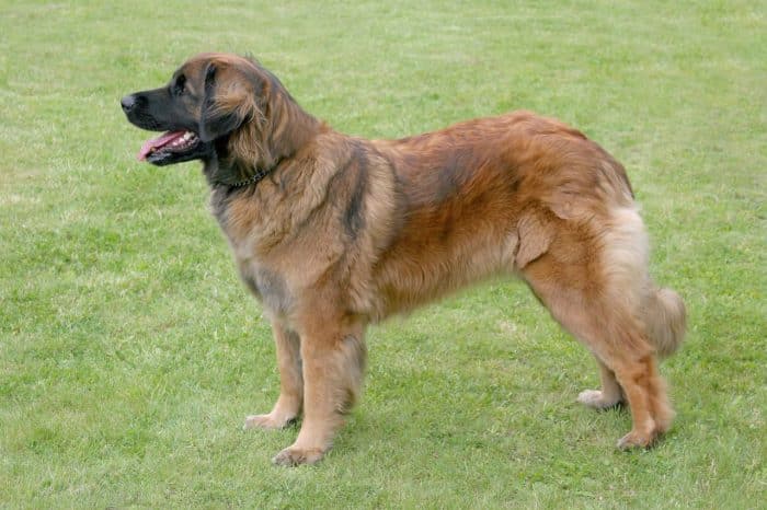 leonberger vista lateral sobre césped