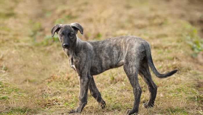 lurcher parado sobre césped
