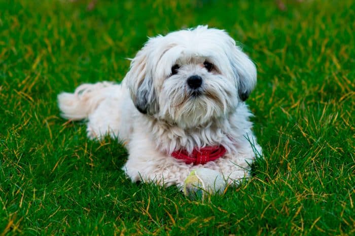 mal-shi descansando sobre césped