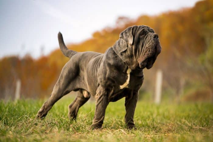 mastin napolitano parado en una parcela
