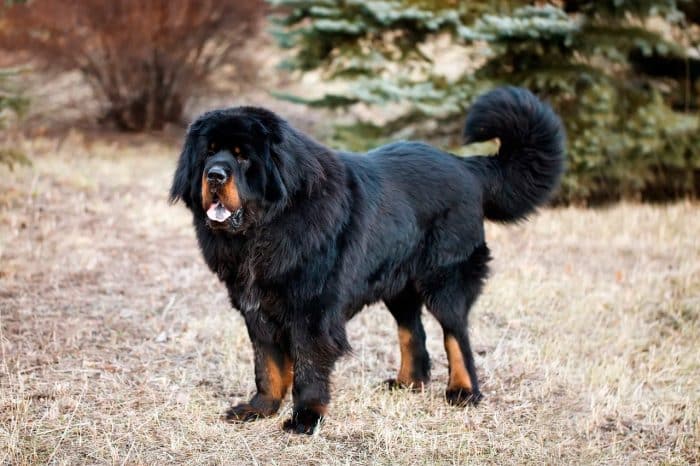 mastin tibetano vista lateral sobre pradera