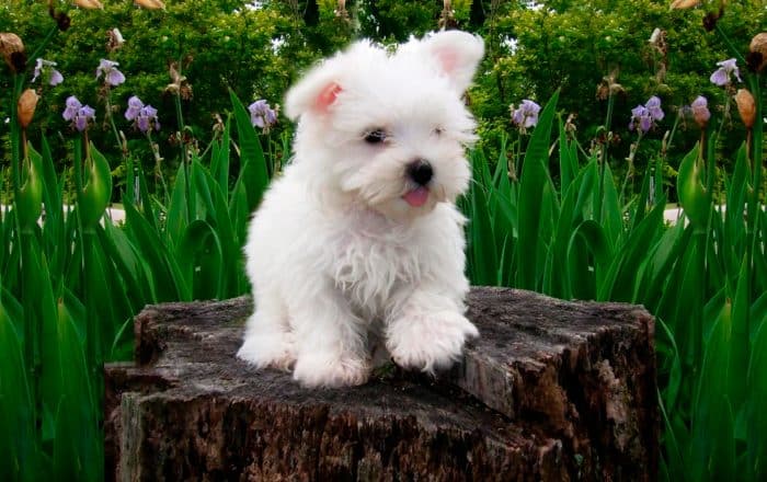 morkie parado sobre un tronco