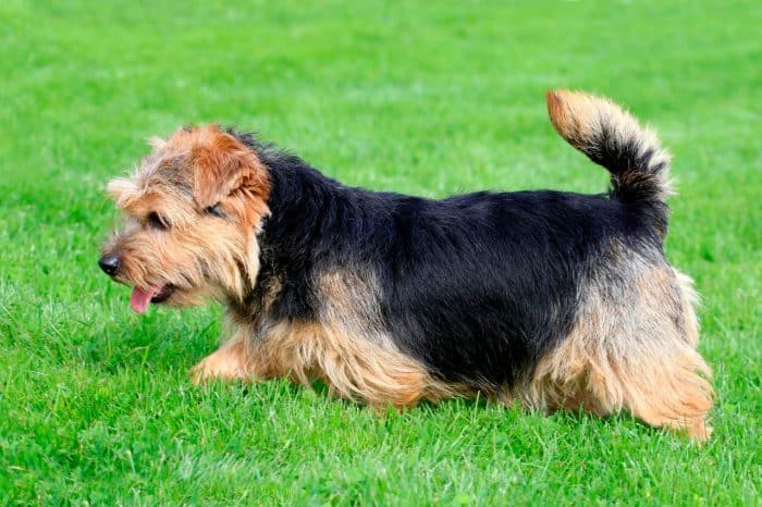 norfolk terrier vista lateral sobre césped