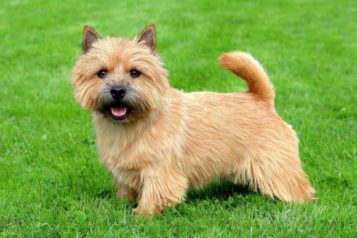 norwich terrier vista lateral sobre césped