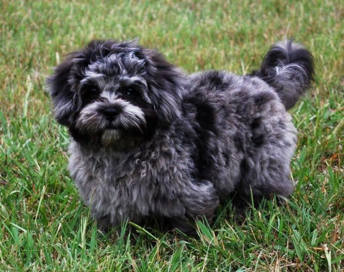 pekeapoo parado sobre césped