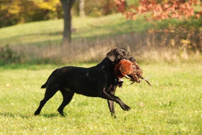 perro cazador con una presa en el hocico