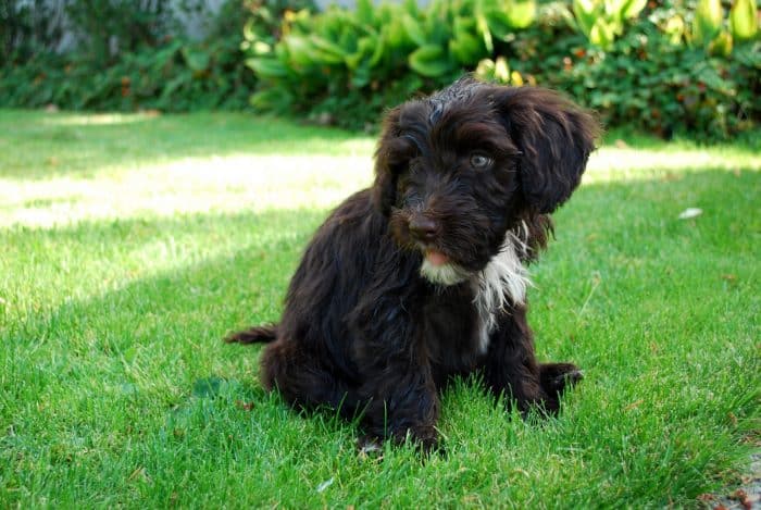 perro de agua portugués descansando sobre césped