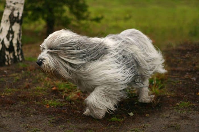 perro de pastor polaco trotando en el bosque