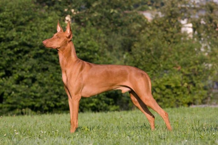 perro del faraón parado observando algo en un parque vista lateral
