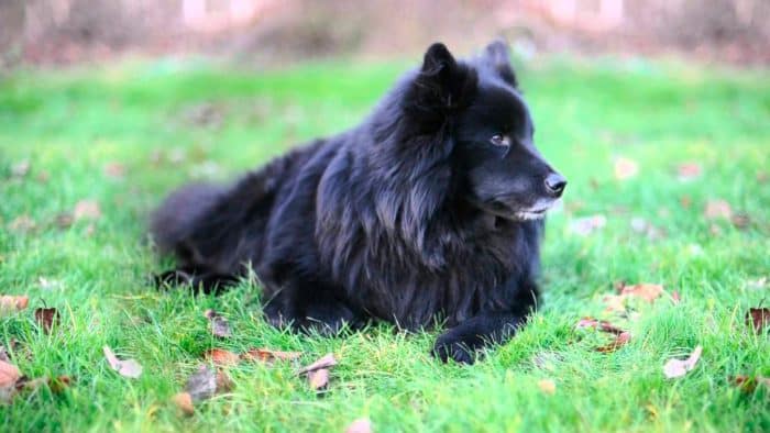 perro sueco de laponia reposando en el prado