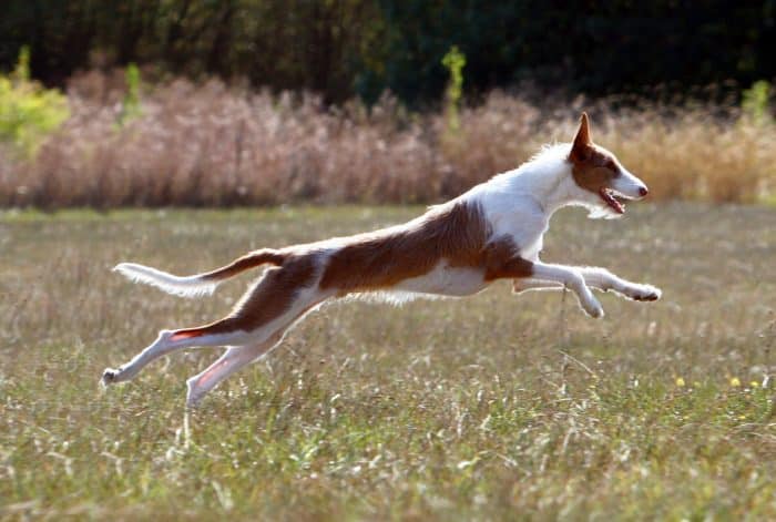 podenco ibicenco corriendo en una pradera
