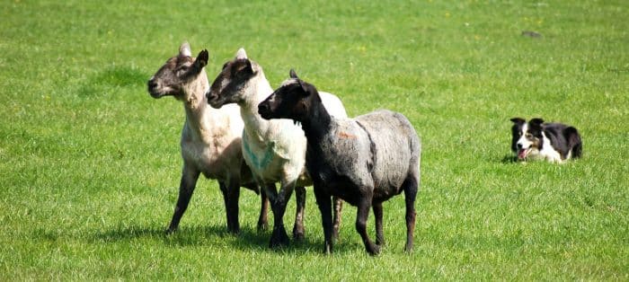 razas de perros ovejeros