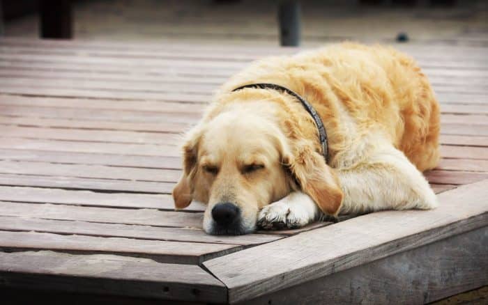 razas de perros tranquilos