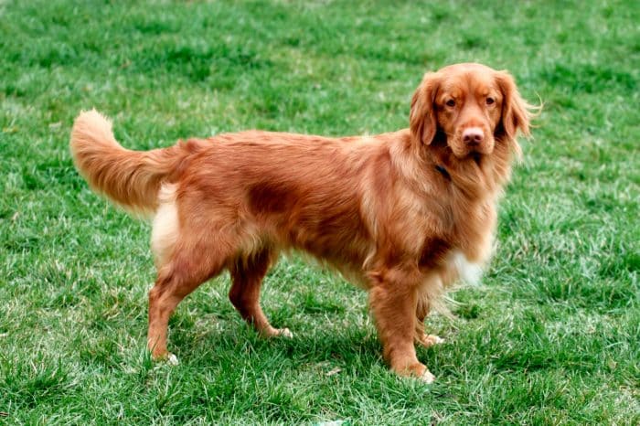 retriever de nueva escocia parado en una pradera