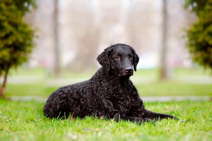 retriever de pelo rizado descansado sobre césped en un parque