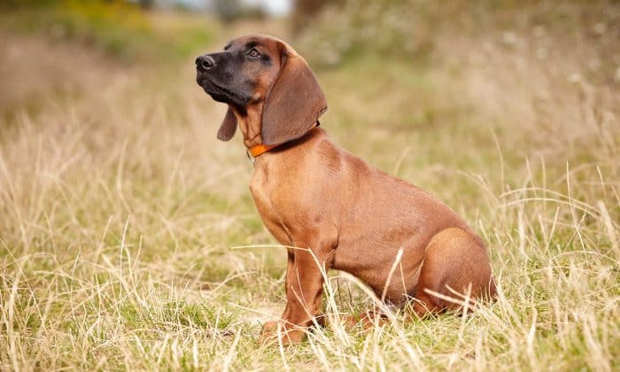 sabueso de sangre de baviera sentado sobre pastizal