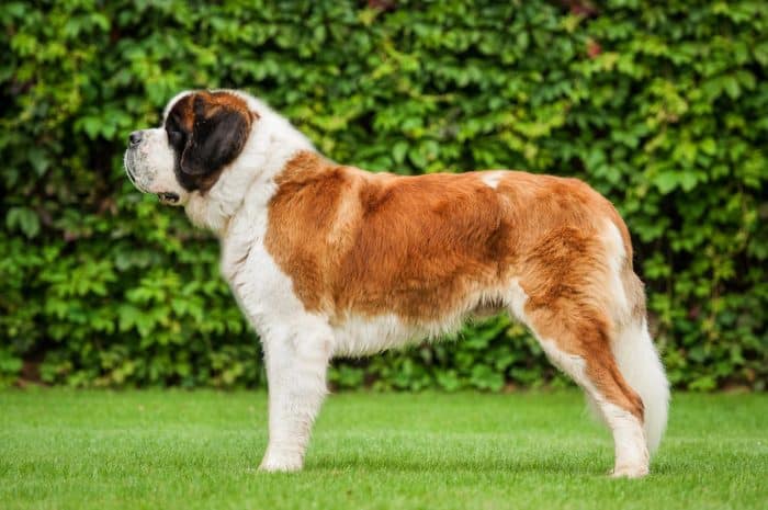 san bernardo vista lateral sobre césped