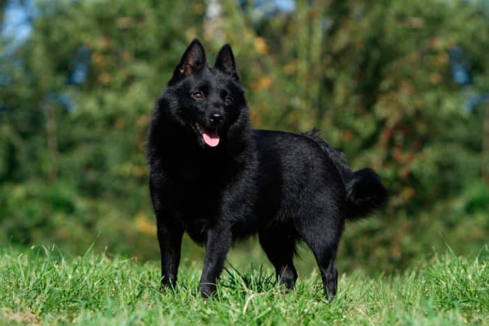 schipperke de paseo en el bosque