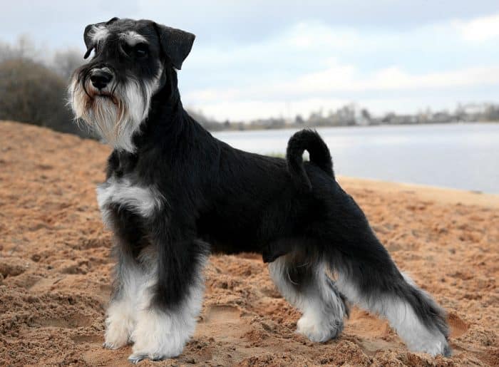 schnauzer miniatura de paseo en la playa